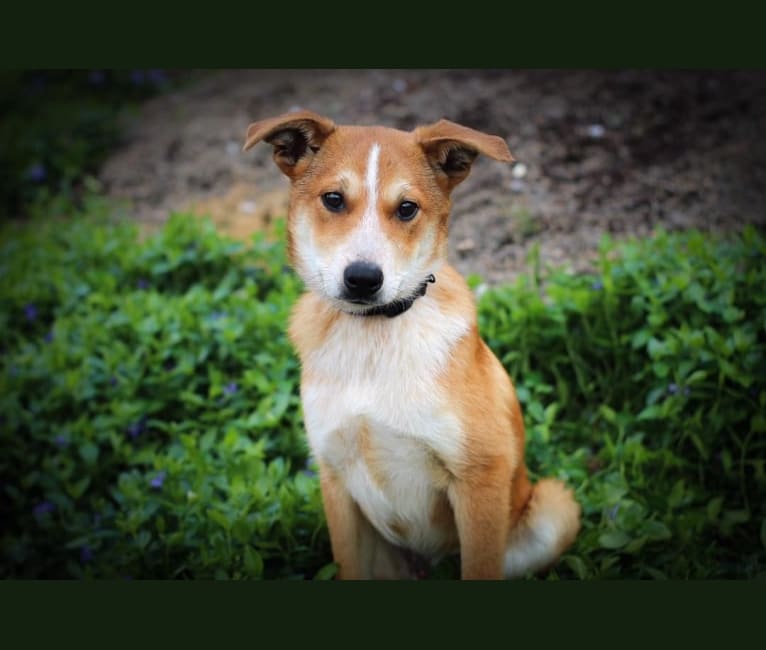 Finch, an Australian Cattle Dog and Belgian Malinois mix tested with EmbarkVet.com