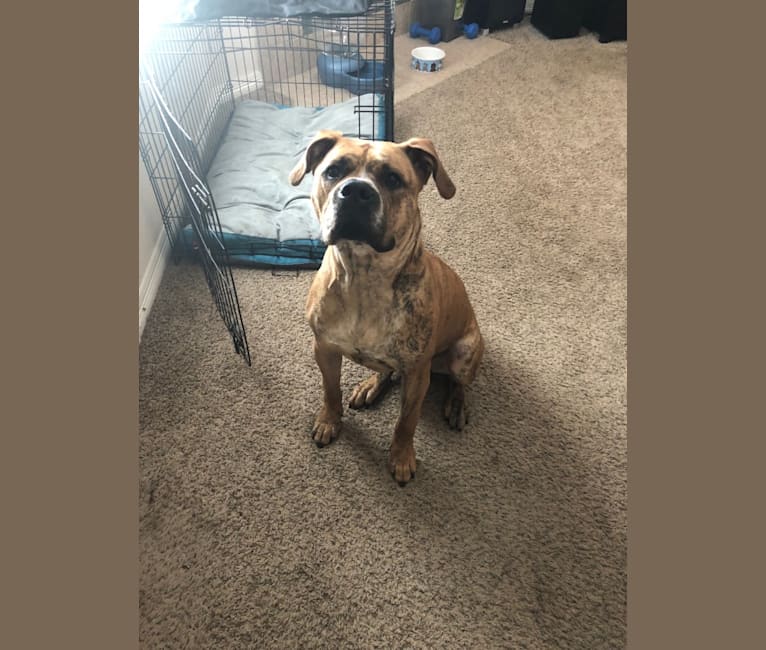 Mikey, an American Bulldog tested with EmbarkVet.com