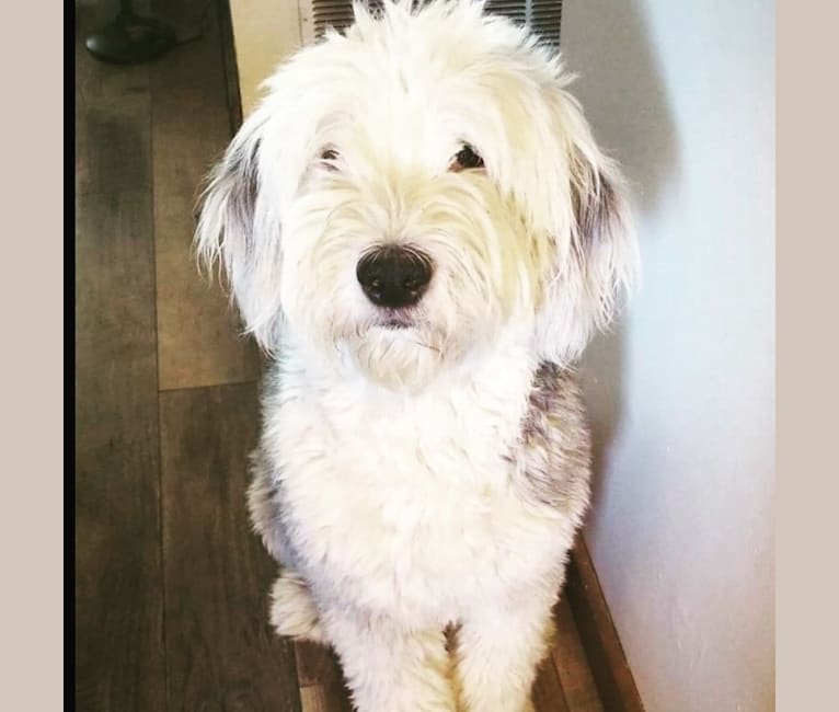 Molly, an Old English Sheepdog tested with EmbarkVet.com
