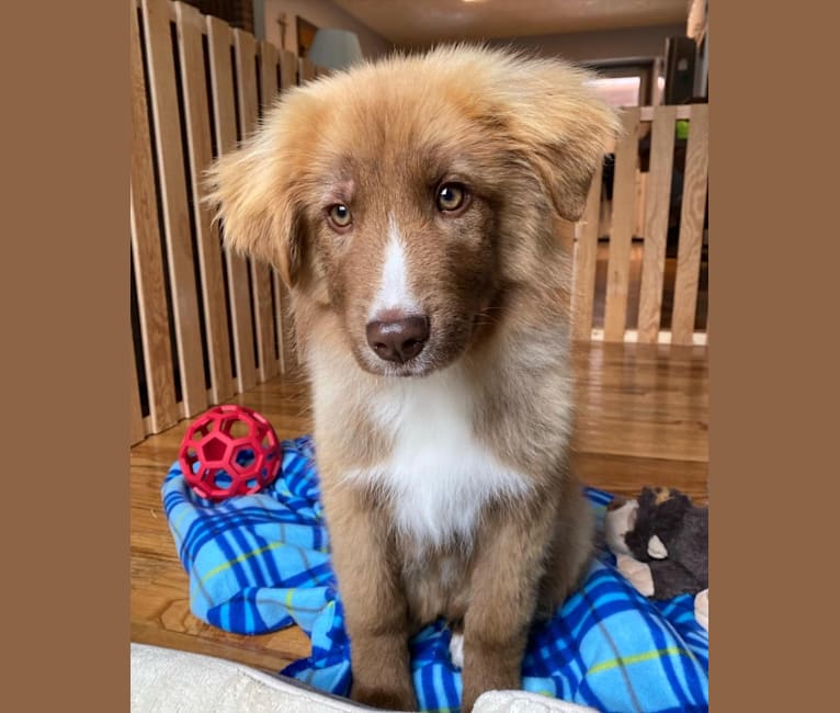 Summit, a Border Collie and Great Pyrenees mix tested with EmbarkVet.com