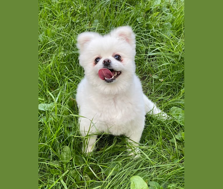 Annabelle, a Pomeranian and Pekingese mix tested with EmbarkVet.com