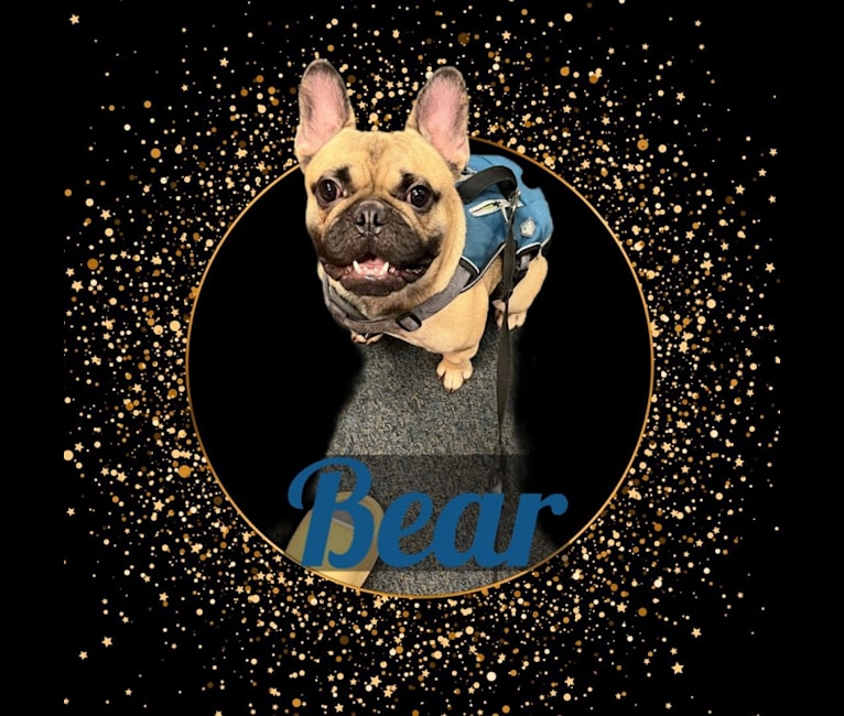 Bear, a French Bulldog and Bulldog mix tested with EmbarkVet.com