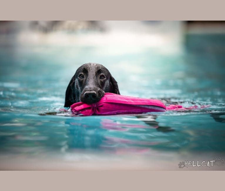 Photo of Epic, a Flat-Coated Retriever  in Norfolk, Virginia, USA