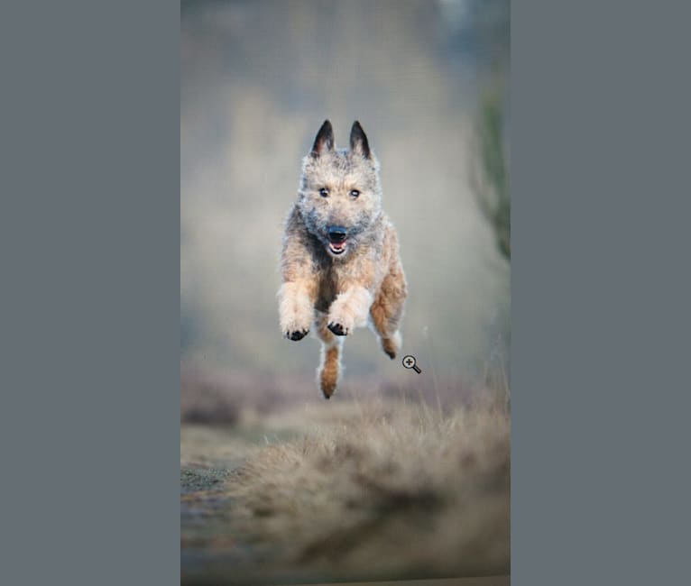 Aagje van ‘t Huis te Velde, a Belgian Shepherd tested with EmbarkVet.com