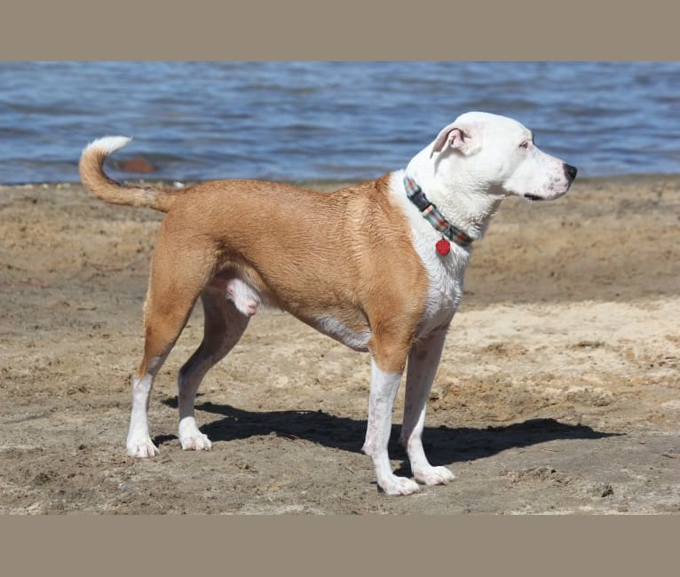 Angus, an American Pit Bull Terrier and American Bulldog mix tested with EmbarkVet.com