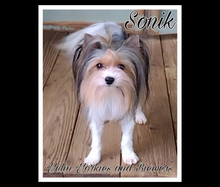 Sonik, a Biewer Terrier tested with EmbarkVet.com