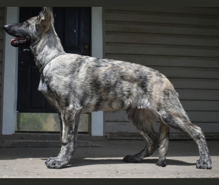 Vito, a German Shepherd Dog tested with EmbarkVet.com