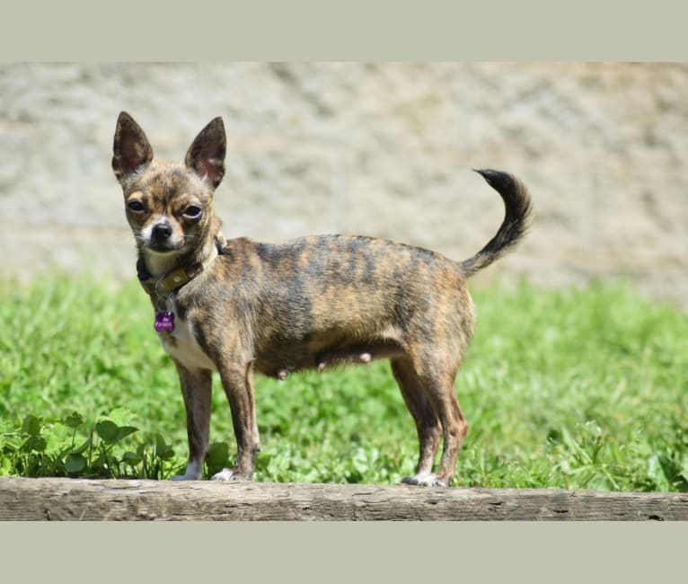 Viola, a Chihuahua tested with EmbarkVet.com