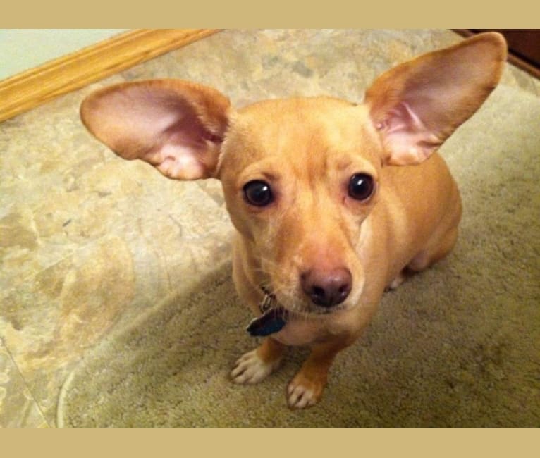 Bella, a Chihuahua and Dachshund mix tested with EmbarkVet.com