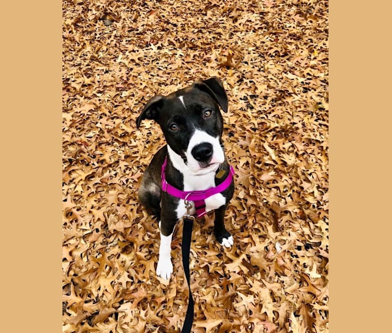 Photo of Sadie, an American Pit Bull Terrier and Mixed mix in North Carolina, USA