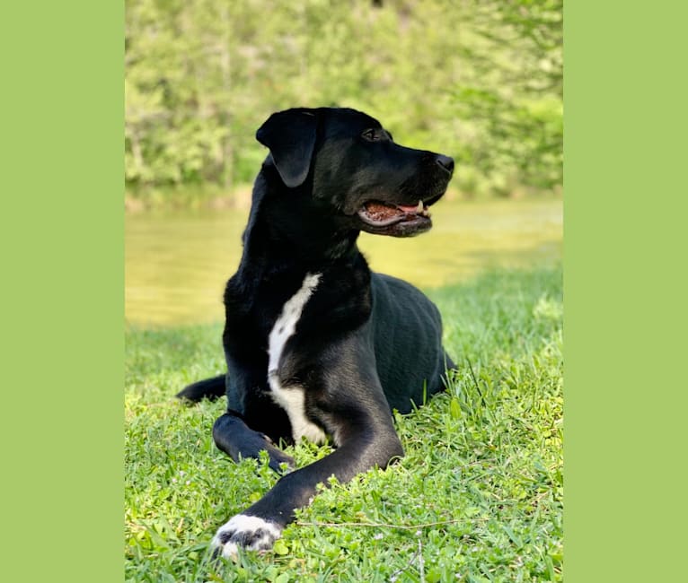 Peyton, a Labrador Retriever and Great Pyrenees mix tested with EmbarkVet.com