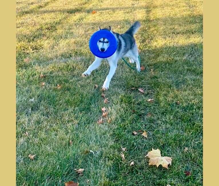 Storm, a Siberian Husky and American Pit Bull Terrier mix tested with EmbarkVet.com