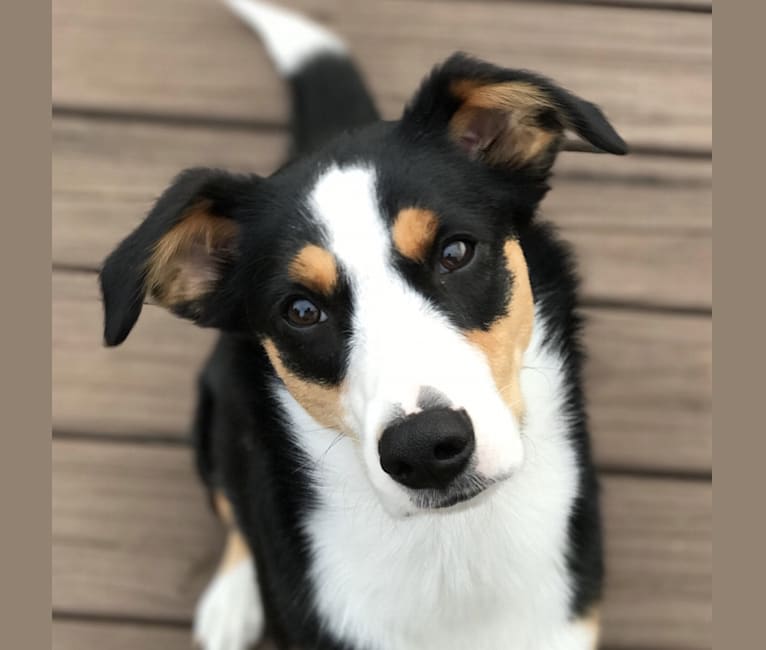 Bo, a Beagle and Australian Shepherd mix tested with EmbarkVet.com