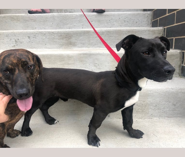 Dachshund staffordshire mix online