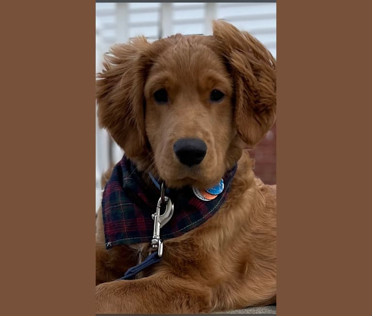 Cooper, a Golden Retriever and Poodle (Small) mix tested with EmbarkVet.com
