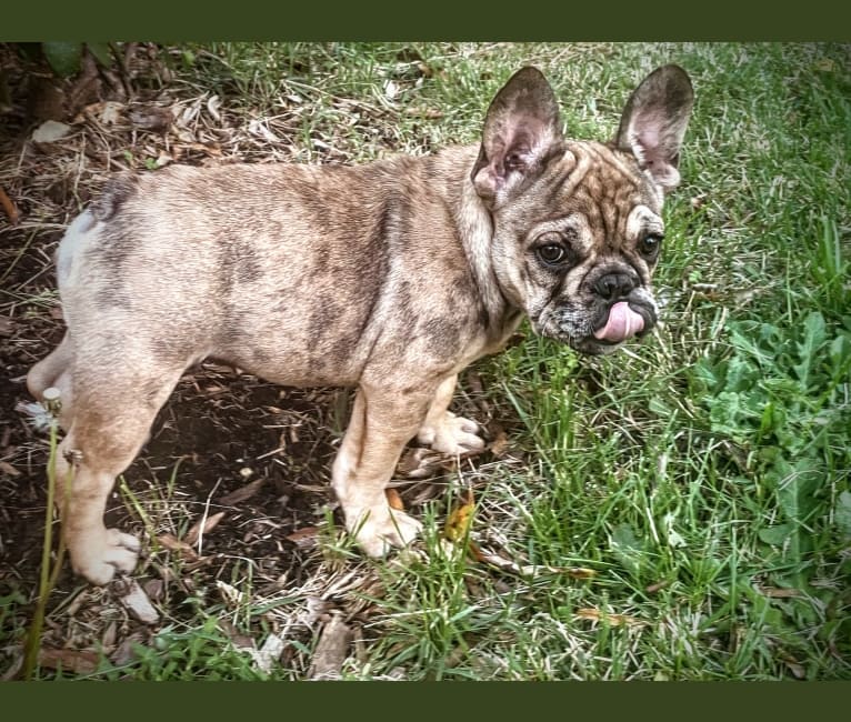 Louie, a French Bulldog and Bulldog mix tested with EmbarkVet.com