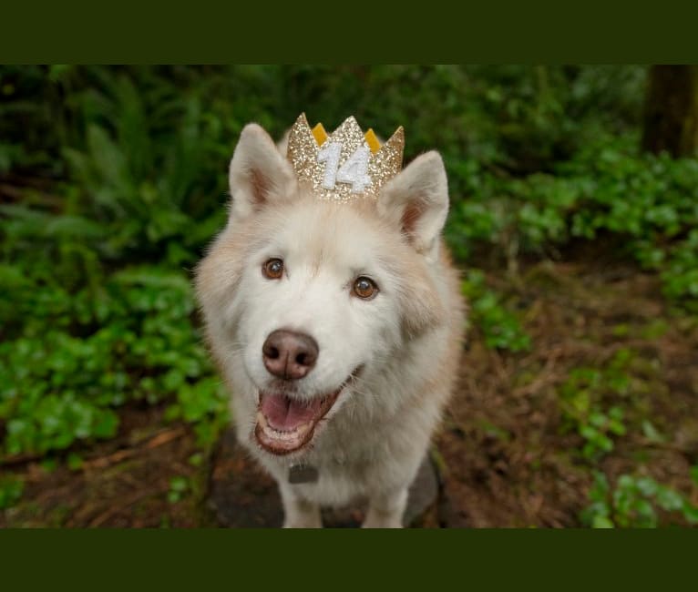 Royal, a Siberian Husky tested with EmbarkVet.com