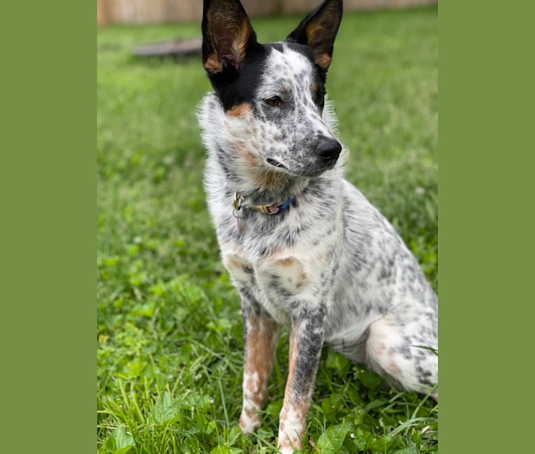 Ora, an Australian Cattle Dog and Rottweiler mix tested with EmbarkVet.com