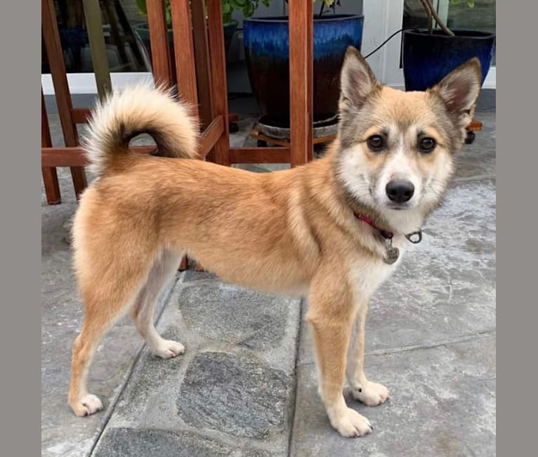 Embark village dog sale