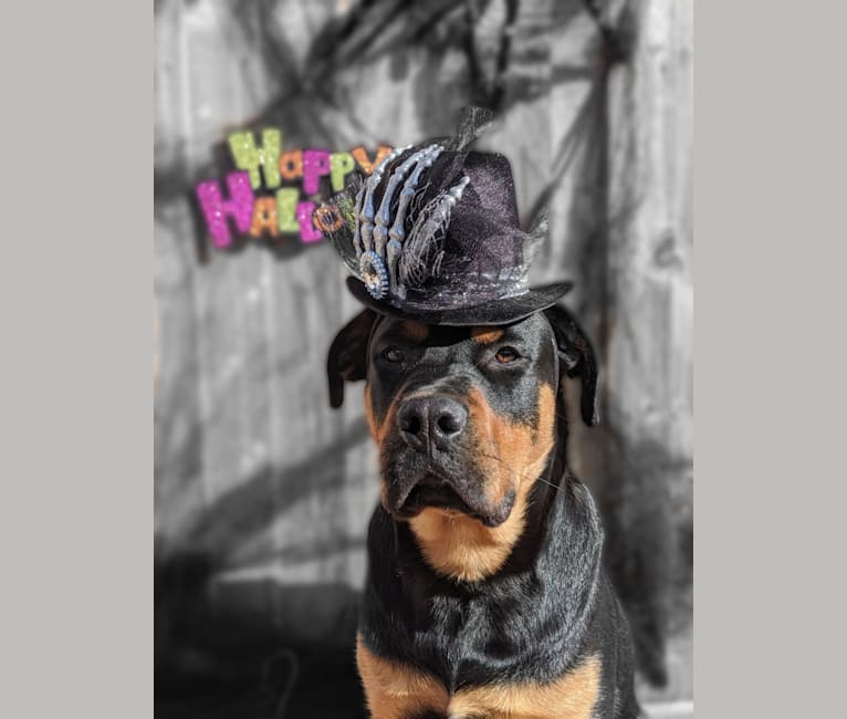 Regan, a Rottweiler and Bullmastiff mix tested with EmbarkVet.com