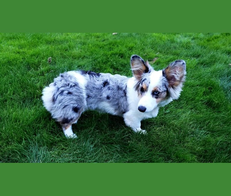 Welsh corgi new arrivals pembroke blue merle