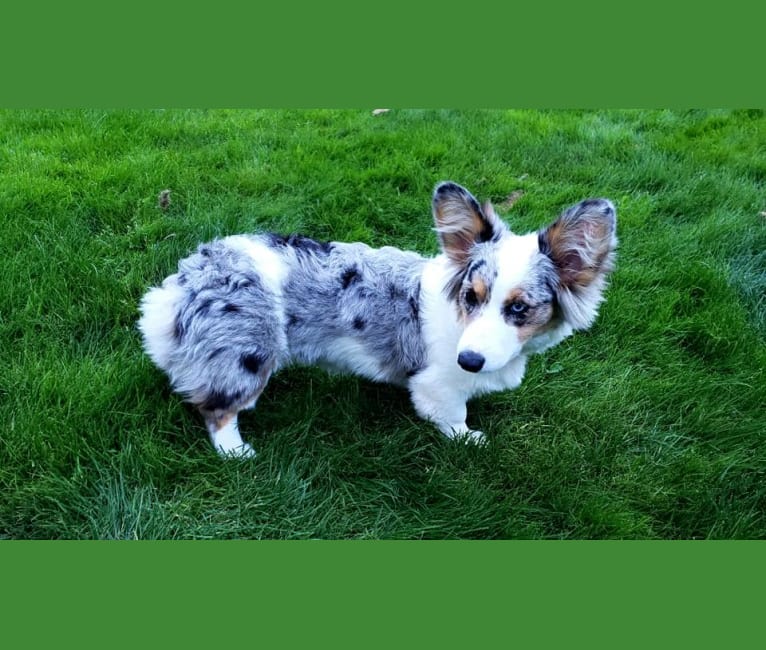 Lady Merle, a Cardigan Welsh Corgi and Pembroke Welsh Corgi mix tested with EmbarkVet.com