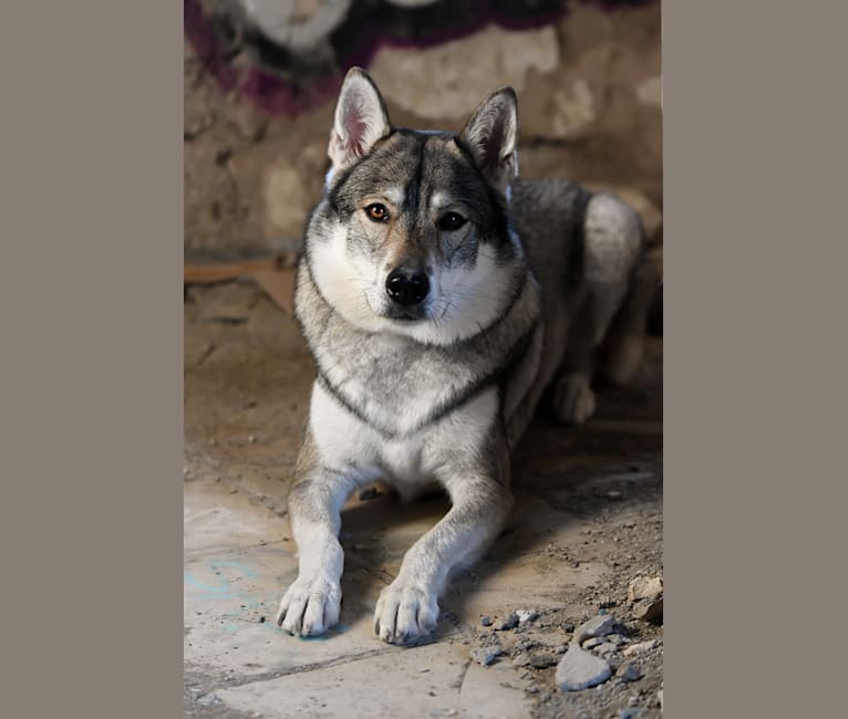 Kani, a Siberian Husky and Alaskan Malamute mix tested with EmbarkVet.com