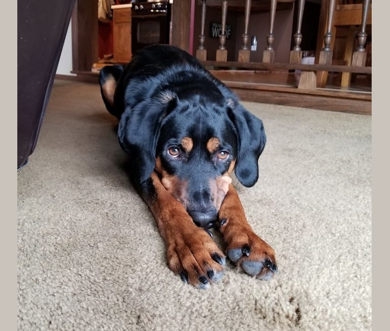 Black and tan coonhound mixed online with lab