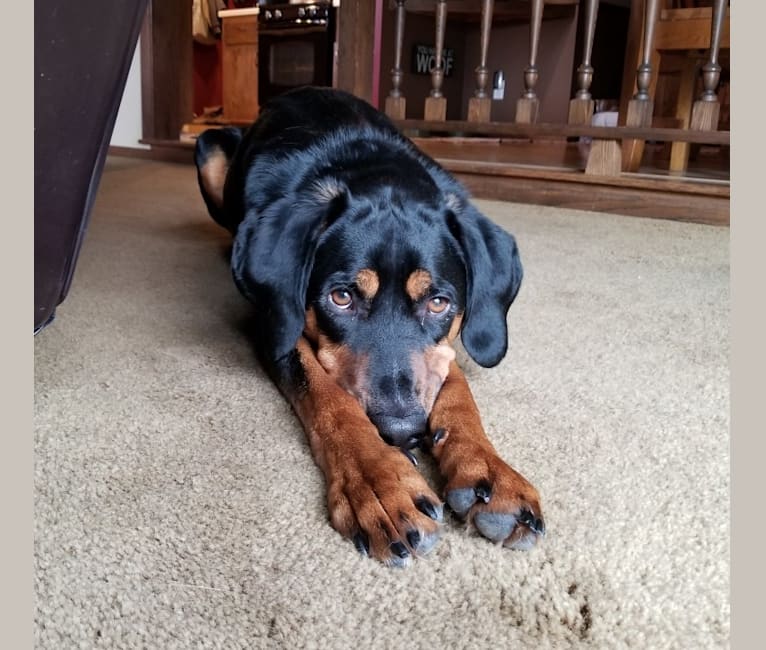 Rudy, an American English Coonhound and Black and Tan Coonhound mix tested with EmbarkVet.com