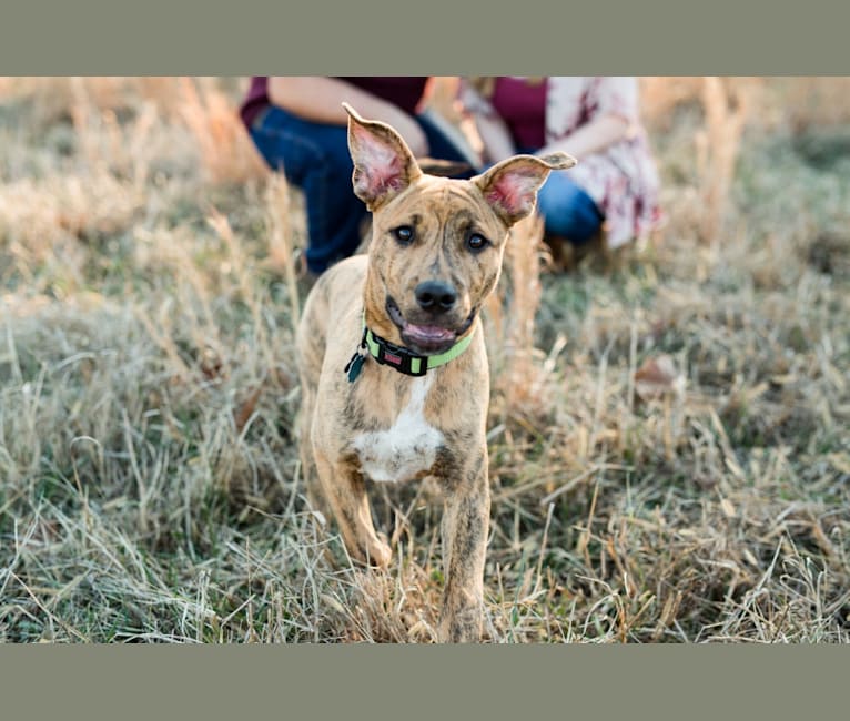Baloo, an American Pit Bull Terrier and German Shepherd Dog mix tested with EmbarkVet.com