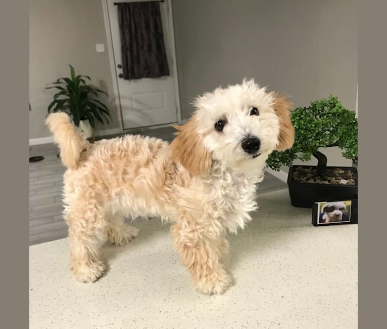 Lulu, a Bichonpoo (17.0% unresolved) tested with EmbarkVet.com