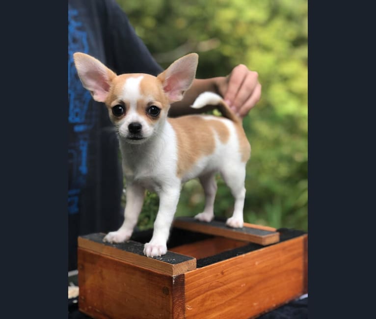 Photo of Charm, a Chihuahua 