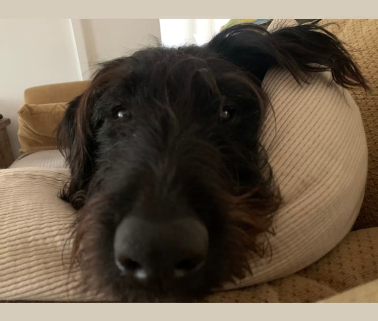 Embark Dog DNA Test Breed