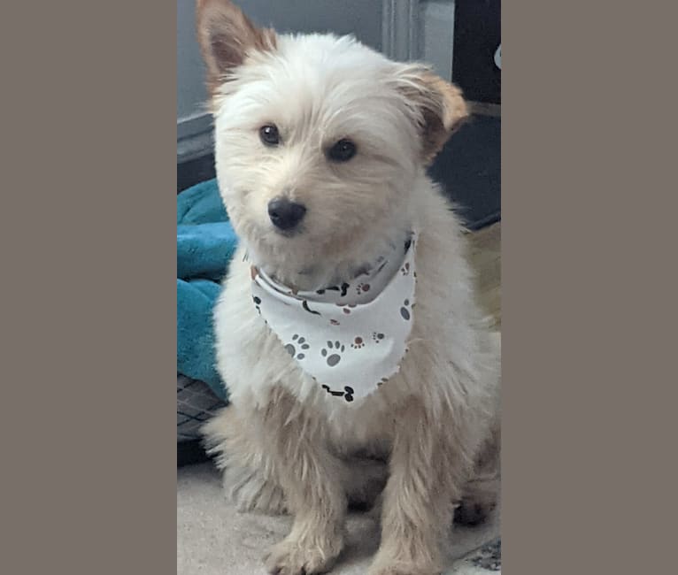 Ricky, a West Highland White Terrier and Yorkshire Terrier mix tested with EmbarkVet.com