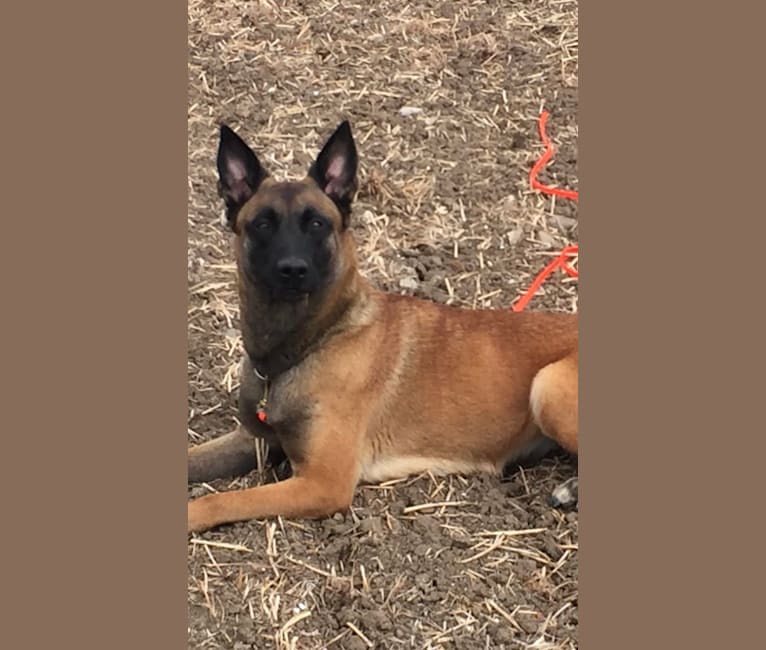 embark dog dna test breed