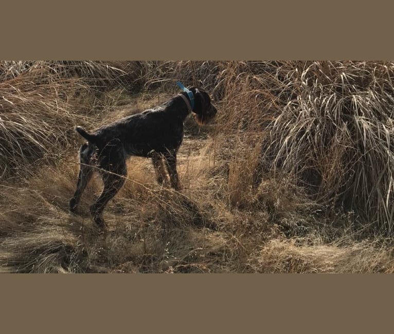 Grouse, a German Wirehaired Pointer tested with EmbarkVet.com