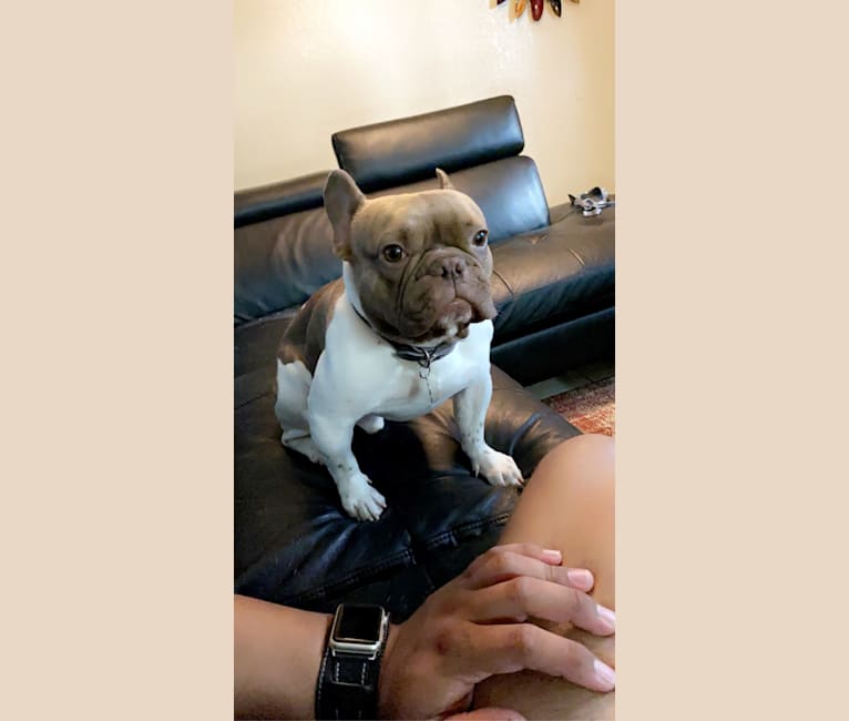 Winston, a French Bulldog tested with EmbarkVet.com