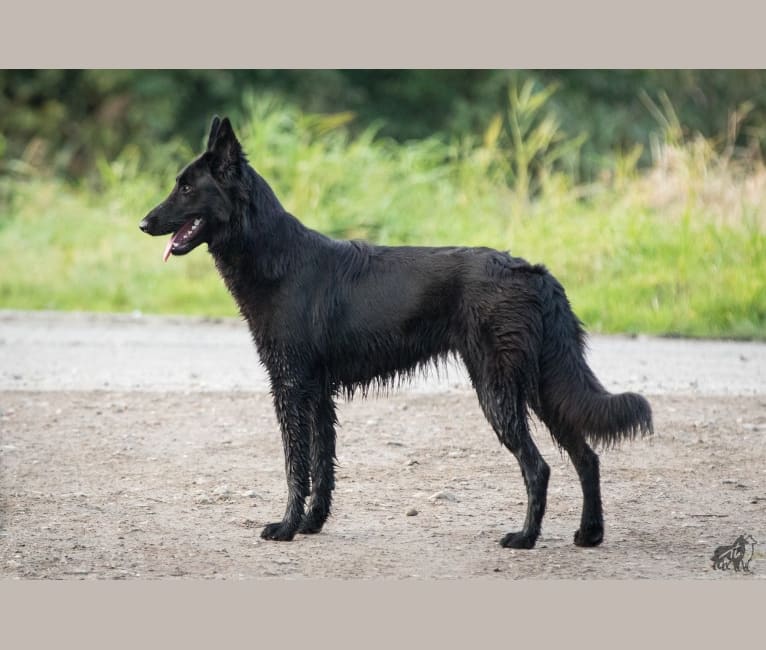 Ellis, a Belgian Shepherd tested with EmbarkVet.com