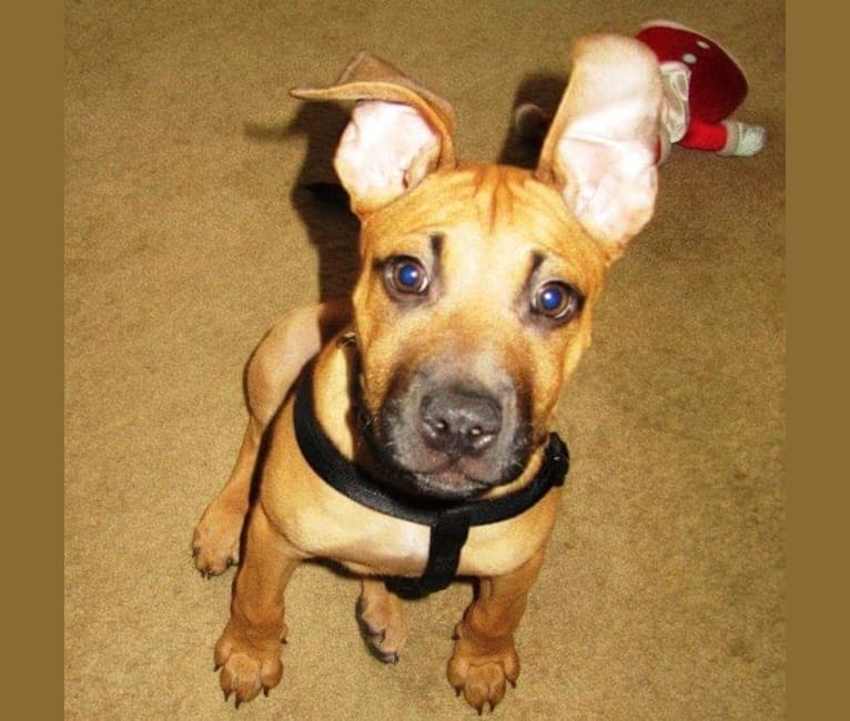 Embark Dog Dna Test Breed Dog collar boutique, maricopa, arizona. embark dog dna test breed