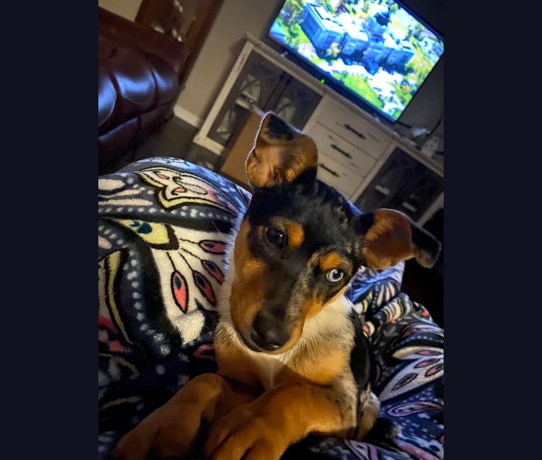 Minnie, a Chihuahua and Labrador Retriever mix tested with EmbarkVet.com
