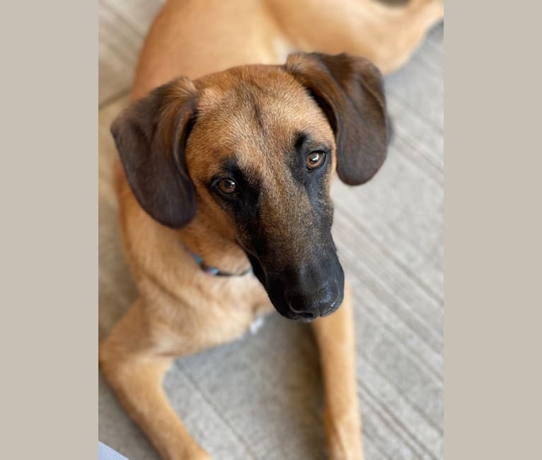 Embark Dog DNA Test Breed