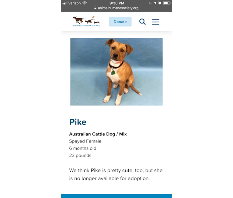 Jasper (Pike), an American Pit Bull Terrier and Miniature/MAS-type Australian Shepherd mix tested with EmbarkVet.com