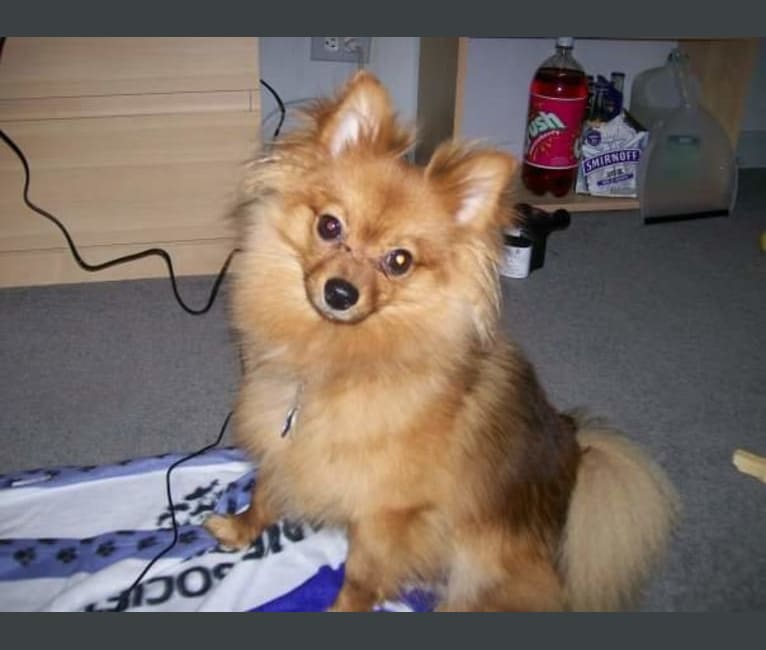 Zeke, a Pomeranian tested with EmbarkVet.com