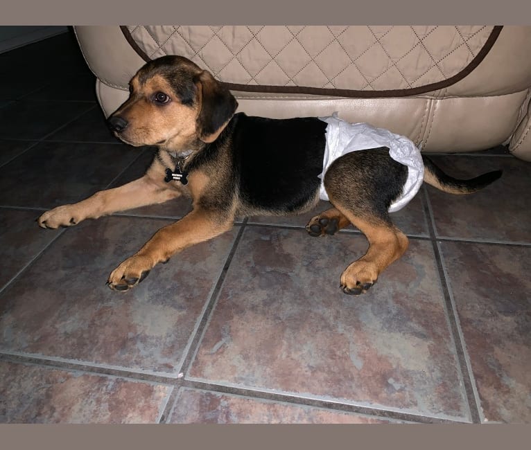 Beagle mixed with rottweiler hotsell