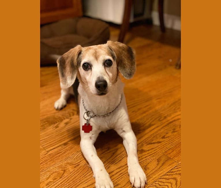 Lucy, a Beagle tested with EmbarkVet.com