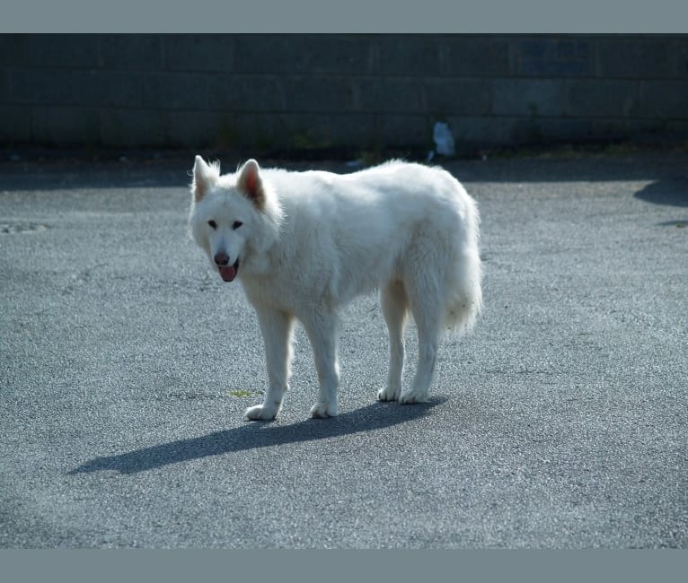 Embark Dog DNA Test Breed