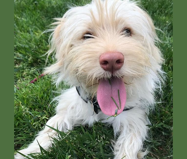 Photo of Murphy, a West Highland White Terrier, Shih Tzu, Dachshund, and Poodle (Small) mix in Montgomery, TX, USA