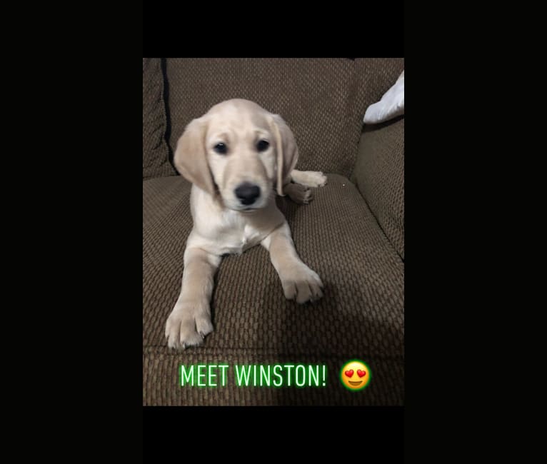 Winston, a Labradoodle tested with EmbarkVet.com