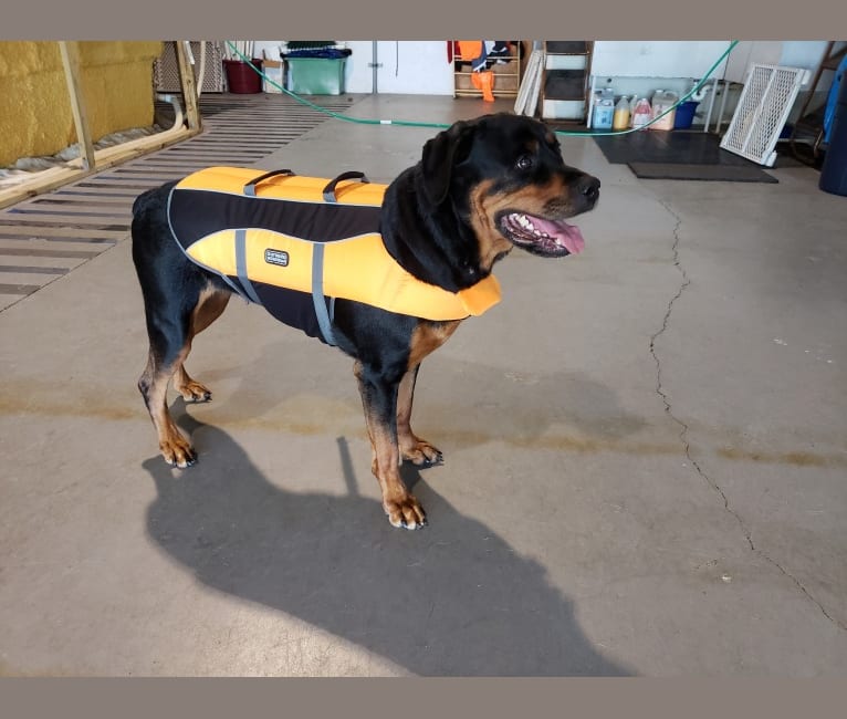 Adeline, a Rottweiler tested with EmbarkVet.com