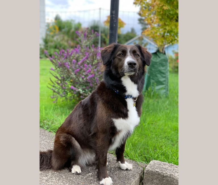 Jane, an English Shepherd tested with EmbarkVet.com